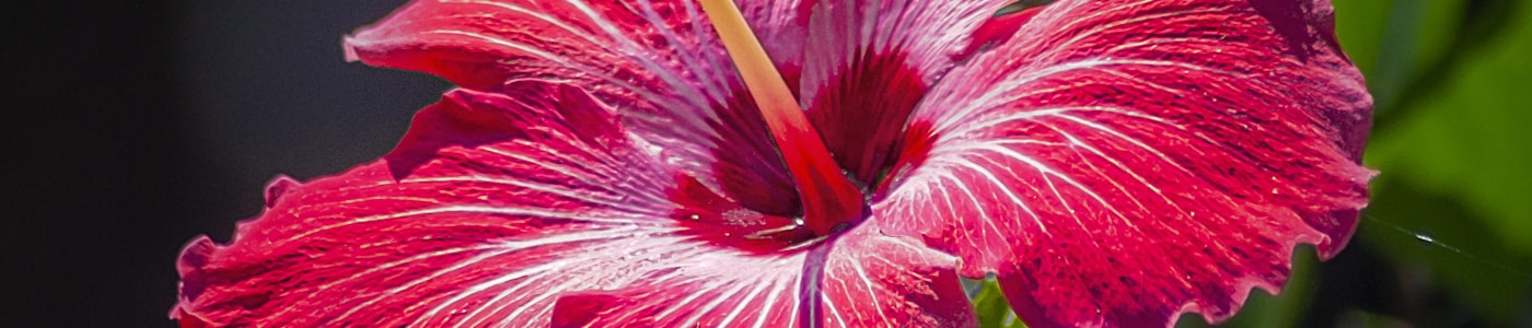 Hibiscus flowers Hawaiian theme